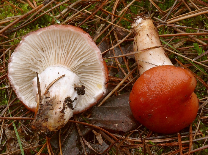 Gomphidius Roseus 01